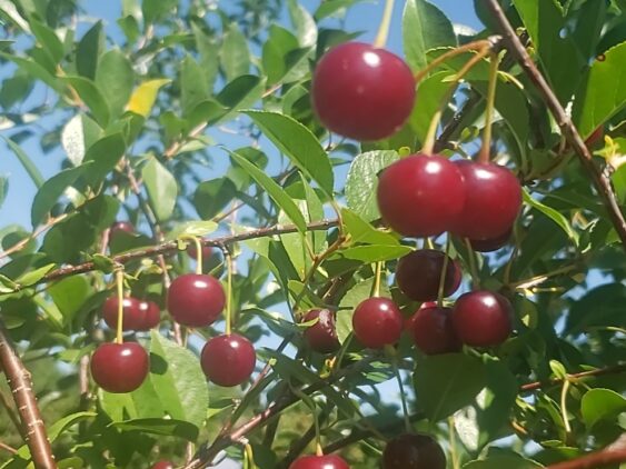 Ditzler Orchard, Rosedale, IN